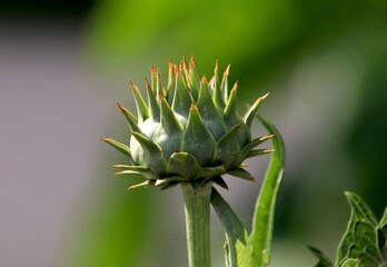 Artichoke, a thistle-like vegetable, boasts a tender heart surrounded by fleshy petals, cherished...