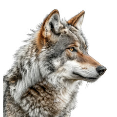 Siberian Husky Dog isolated on Transparent Background, without background .PNG