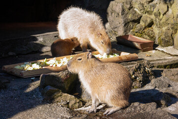 伊豆シャボテン公園のカピバラ