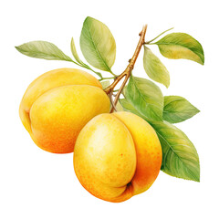 Watercolor yellow plum illustration isolated on transparent background.