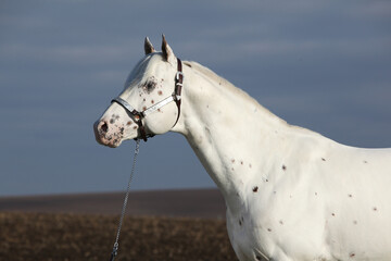 Beautiful appallosa stallion with western halter