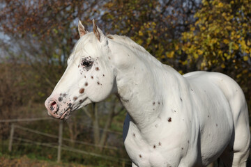 Beautiful appallosa stallion without western halter