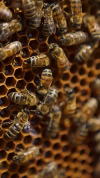 Bee colony crawling over the honeycomb. Working bees turning nectar into fresh honey. Close up. Vertical video