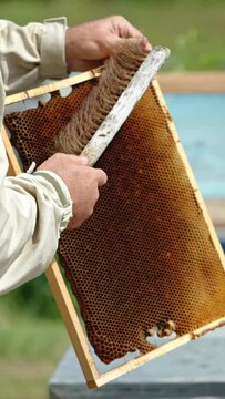 Beekeeper uses a long brush to shake off the bees from honeycomb. Apiarist working at his bee farm on sunny day. Vertical video
