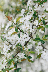 close on white flowers blooming in the branches of the tree with green leaves in springtime