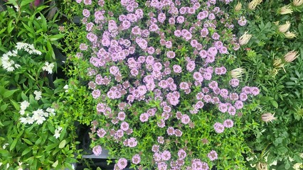 좋은 냄새가 백리를 간다해서 백리향으로 예쁜 군락을 취하고 있는 모습