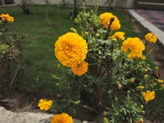 A view of golden marigold flowers. Golden yellow marigold flowers in its full bloom with beautiful fragnance. Golden yellow marigold flowers in its full bloom with beautiful fragnance.
