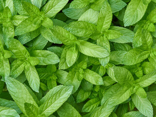 Fresh mint leaves, top view