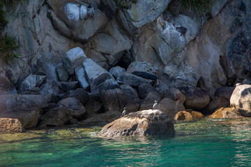 Solitary Bird Perched on Weathered Seaside Rock - Natural Serenity at Bark Bay, Coastal Avian Habitat