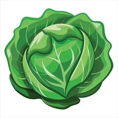 colorful illustration of cabbage