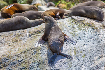 New Zealand Fur Seals Lounging on a Sunlit Rock - Milford Sound's Marine Life Sanctuary