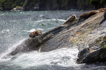 New Zealand Fur Seals Lounging on a Sunlit Rock - Milford Sound's Marine Life Sanctuary