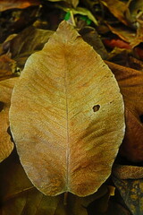 Golden leaf background 