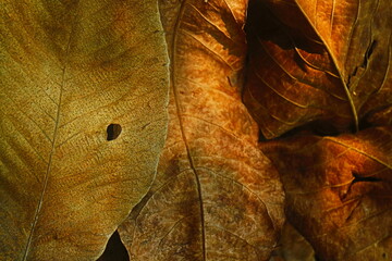 Brown leaves texture background 