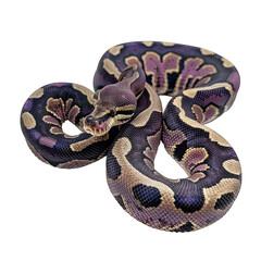 Obraz premium African Phython studio shot isolated on Transparent Background, without background .PNG