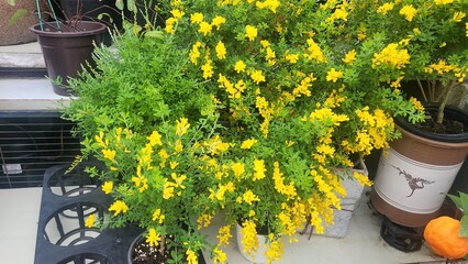 강렬한 노란색 관화식물 골담초의 아름다운 자태