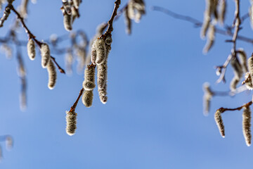 Spring blooming of aspen. Spring blooming of European aspen or Quaking Aspen catkins, over blue sky...