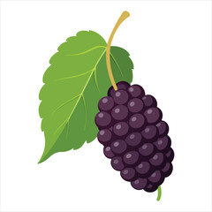 colorful illustration of mulberry