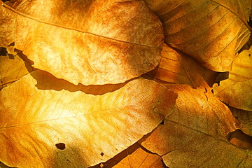 Golden leaves texture background 