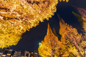 イルミネーションの銀杏並木　東京都