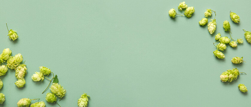 Fresh green hops on color background
