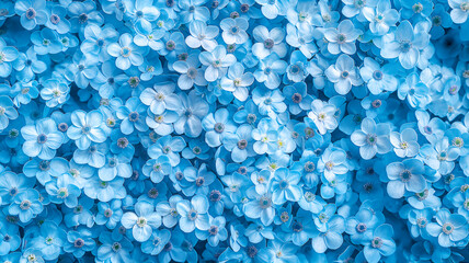 Background of blue delicate flowers. Spring floral background made of forget-me-nots. View from above.