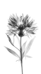 Cornflower on a white background. Black and white botanical illustration in minimalistic style.