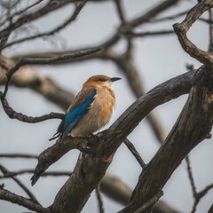 Obraz premium lilac breasted roller on a branch