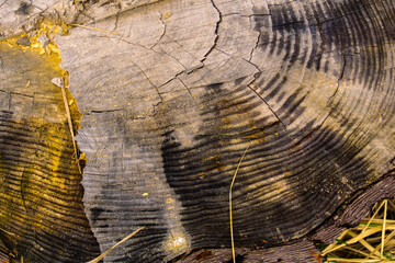 Stump close up texture. Top view macro photo of stump texture with annual rings, cracks, saw marks...