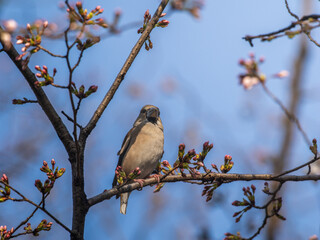 木の枝にとまるシメ