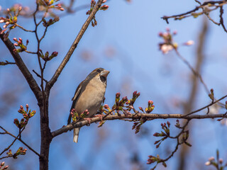 木の枝にとまるシメ