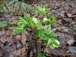 Hellebore or Helleborus, a Genus of Plant belonging to the Ranunculaceae Family just Blooming in the Forest