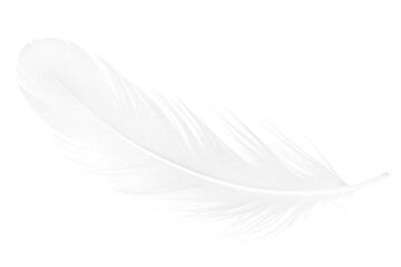 White feather isolated on transparent background.
