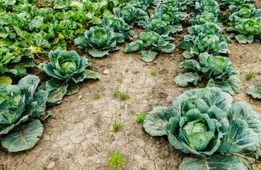 lot of green fresh cabbage on a field with dried out soil