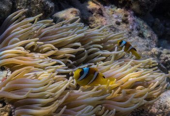 two anemone fish in their anemones at the seabed