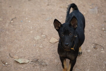 german shepherd dog sitting on the ground