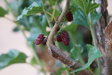 Red mulberry berry on a branch