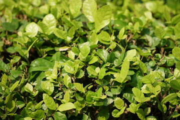 garden decoration trees Siamese rough bush