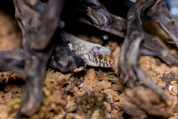 イボヨルトカゲのマクロ