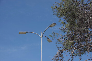 Triple street light and a pine tree