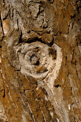 The surface of the old tree. bark tree. 