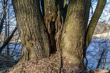 Three connected trees close up. Detailed photo of three connected trees close up, natural themed background.