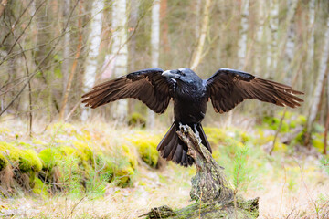 Obraz premium The great raven (Corvus corax) is a large black bird of the raven family. He is the biggest singer in the Czech Republic.
