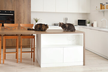 Cute cats on table in kitchen