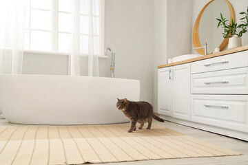 Cute cat on carpet in bathroom interior