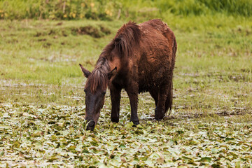 Emaciated horse searches for food in Amhara wetland, highlighting the region's harsh realities. Amhara Region, Ethiopia