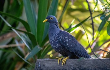 An African olive pigeon isolated in an urban garden in South Africa