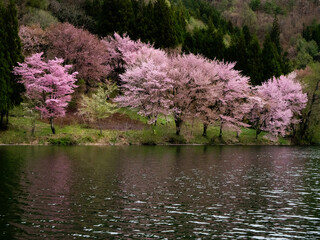 中綱湖のオオヤマザクラ　長野県大町市