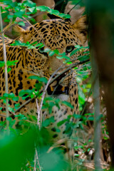 hide n seek with leopard 