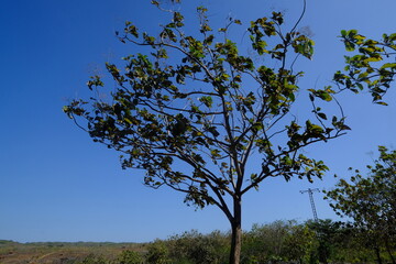 Teak is a kind of high-quality wood production. Tectona grandis. teak trees and blue sky.